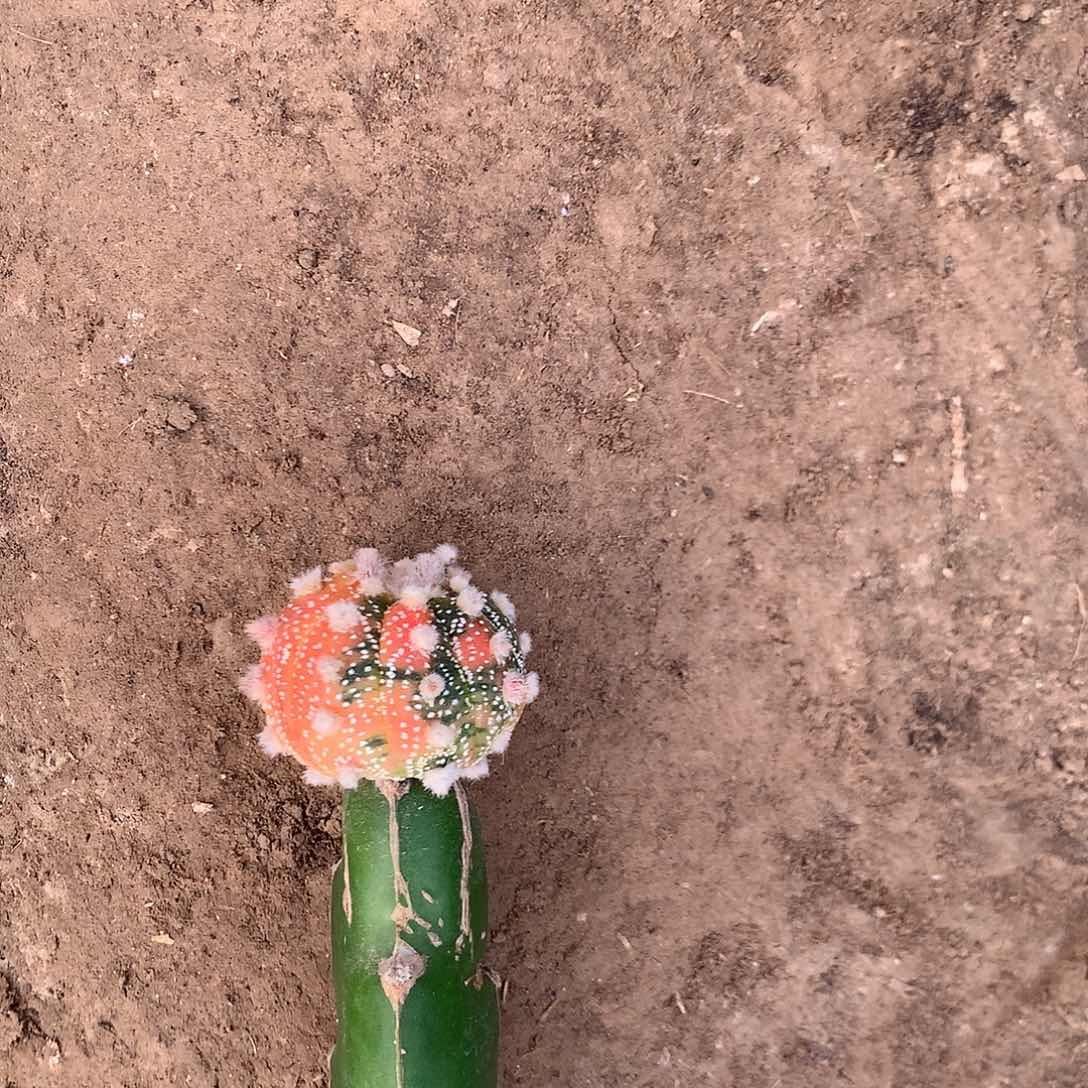 【闪购商品】?****¼一兜兜兜兜