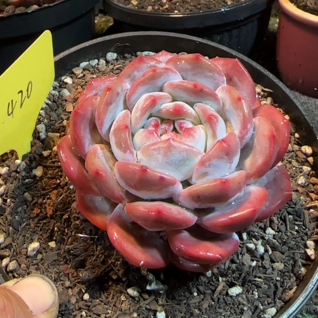 橙梦露惊鸿一物一拍包装收缩花旱420