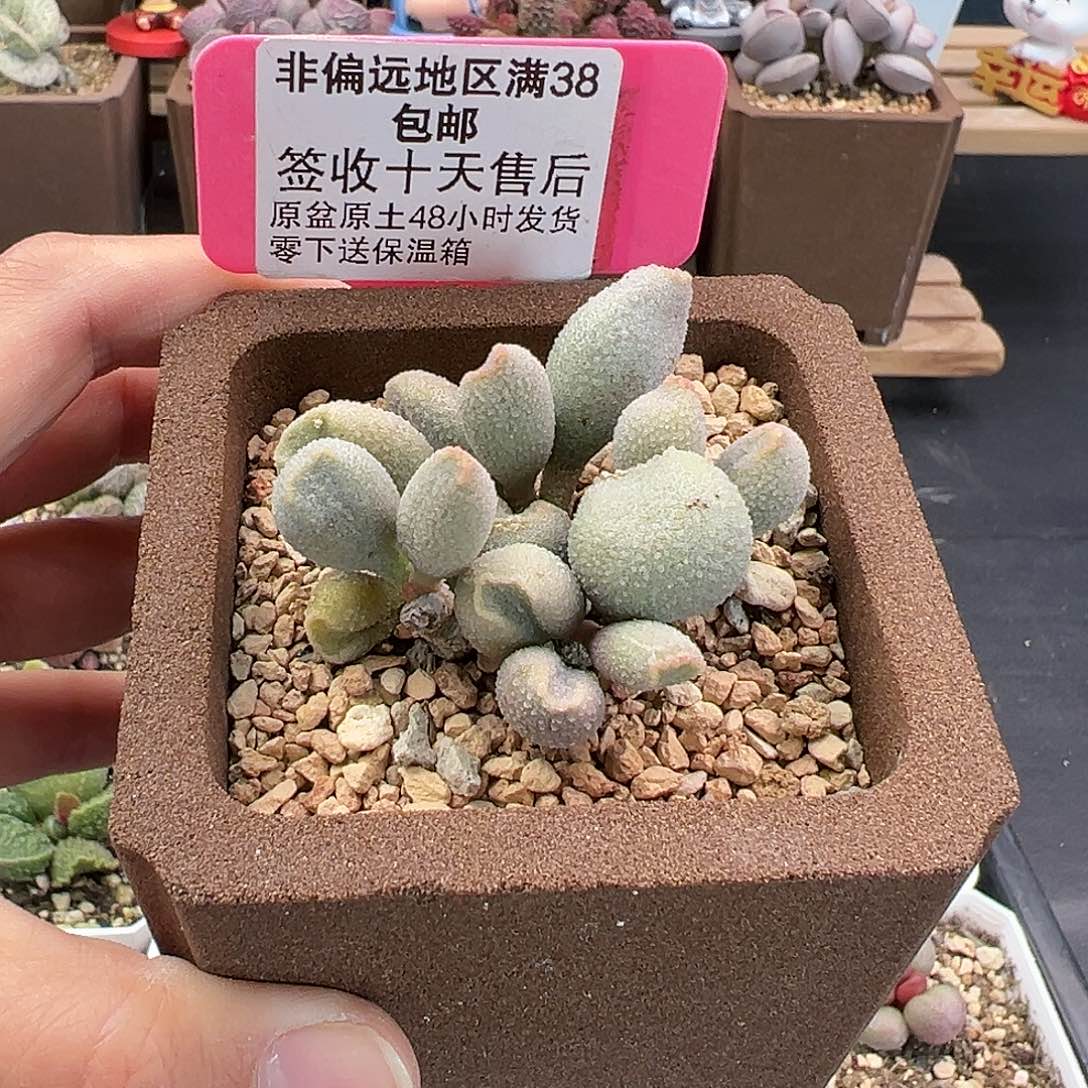 362冰晶哈密瓜多肉