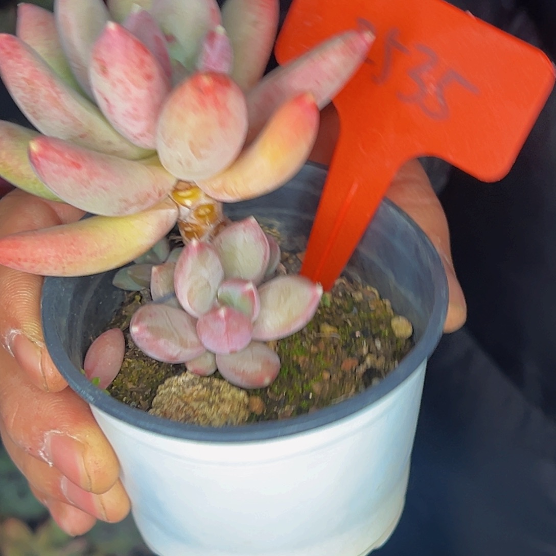 半***田2535号晚上多肉植物群生吃