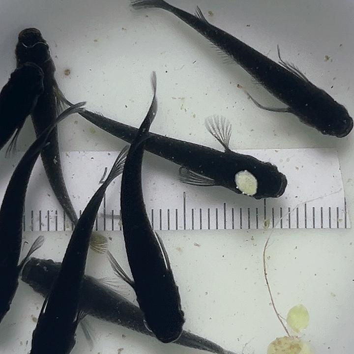 灯科鱼观背青鱂025