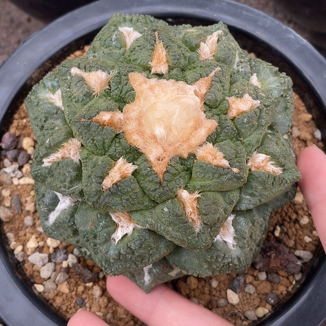 自根连山龟甲牡丹