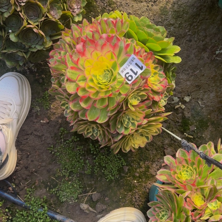 海王花27-12包邮花花