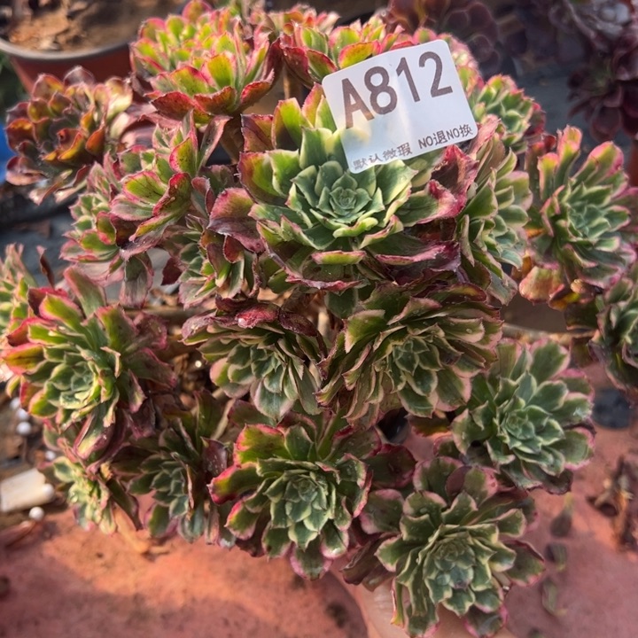 紫艳多肉微瑕812.