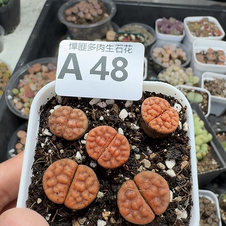 48多肉植物多肉植物