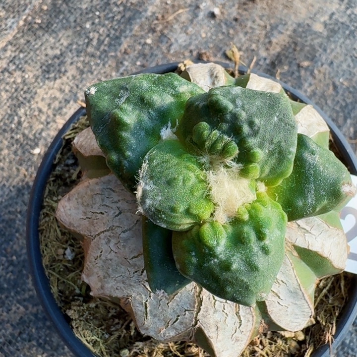 2264栗源怒涛牡丹