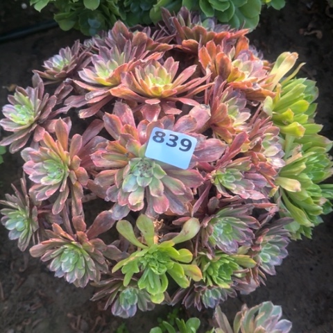 法师粉黛18-20多肉