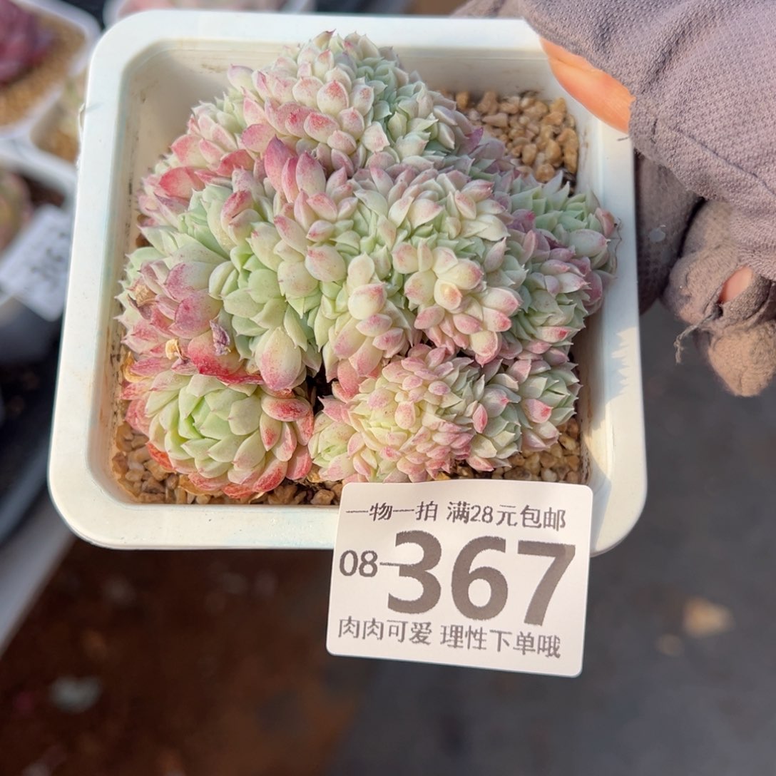 羊脂球缀化多肉多肉多肉