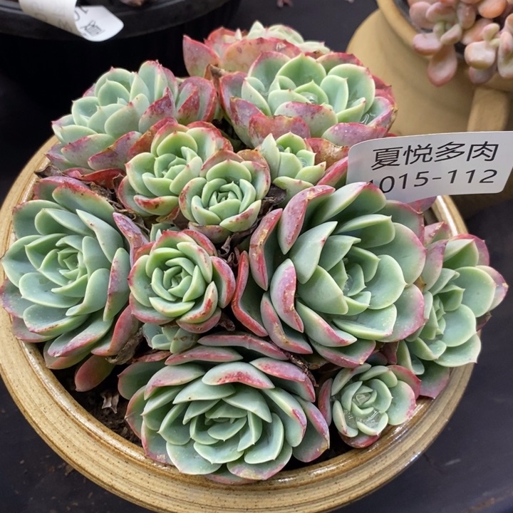 夏悦多肉1015-112哈密瓜