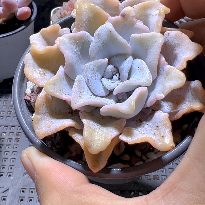 芭蕾舞者【一物一拍】香尔卉园艺