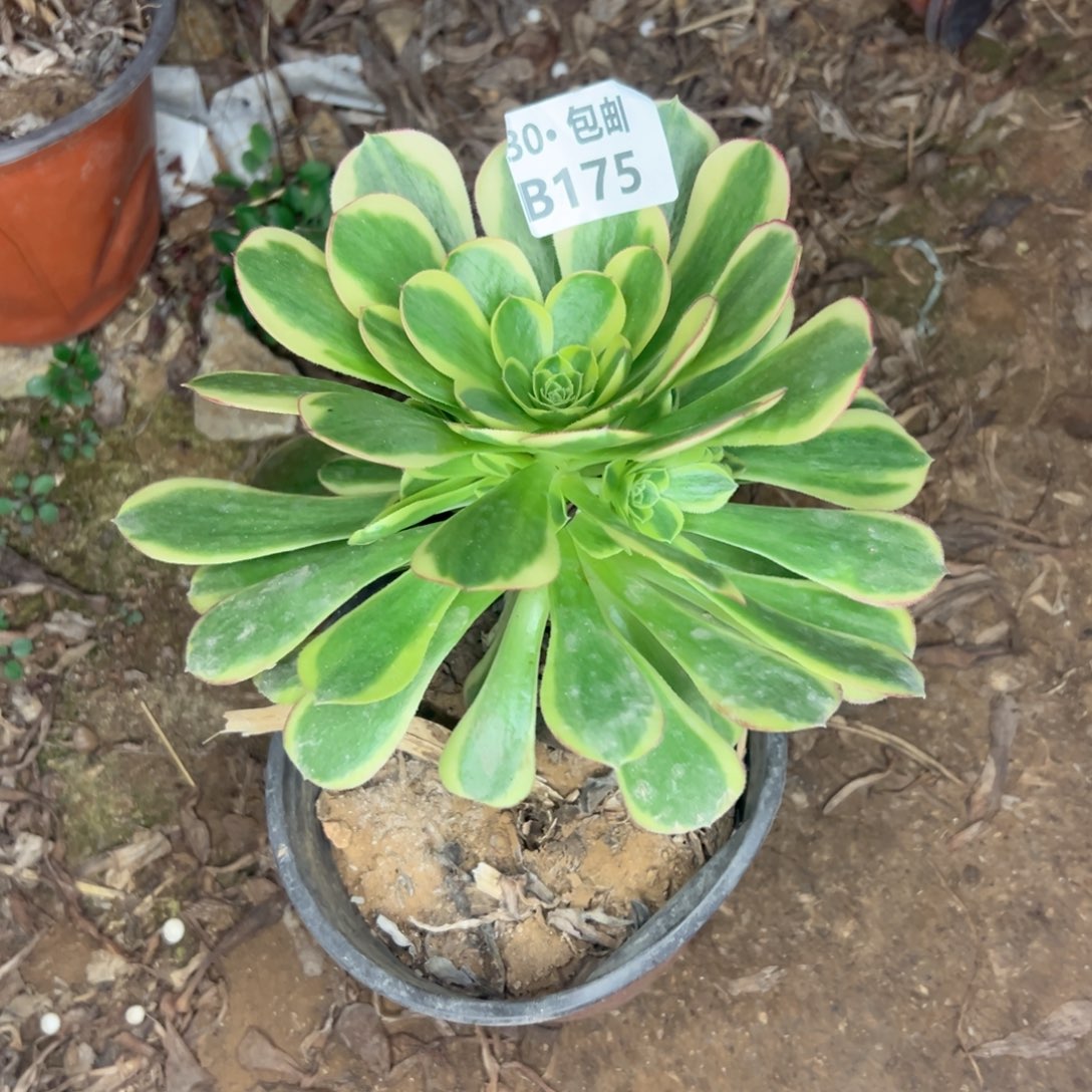 175 多肉不包断枝
