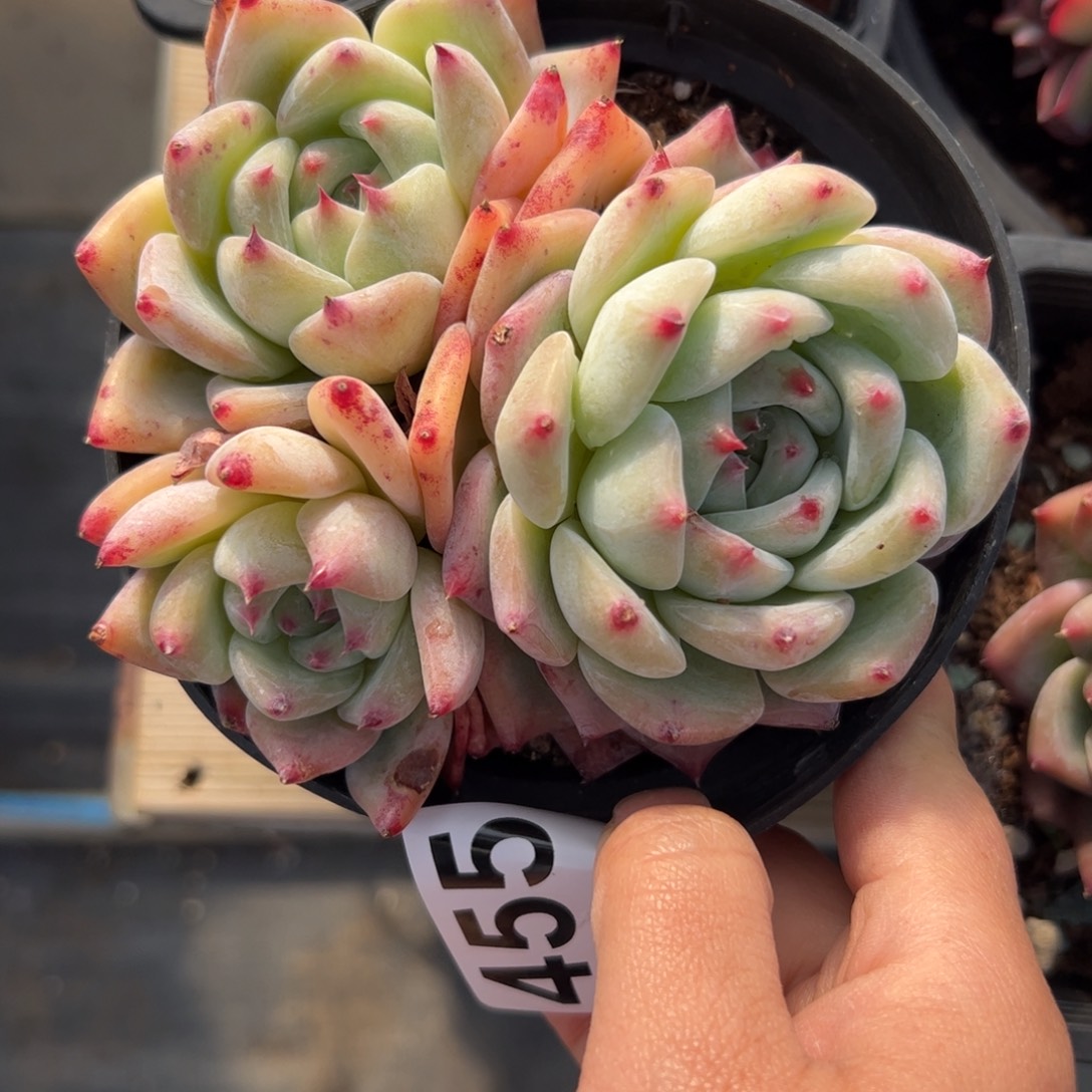 ៚***༗455 多肉植物组合盆栽
