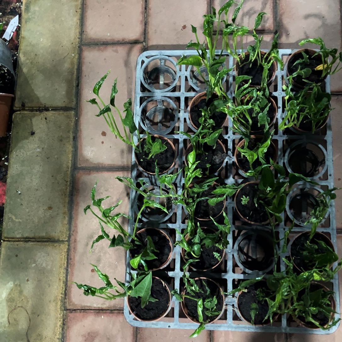 完全开放90小丑绿萝