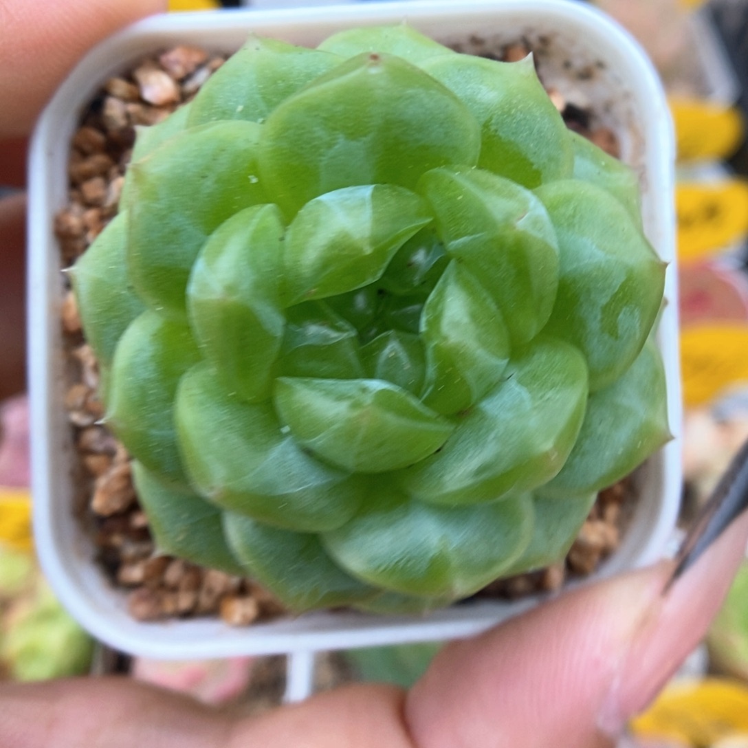 绿透珍妮可拍452号。  