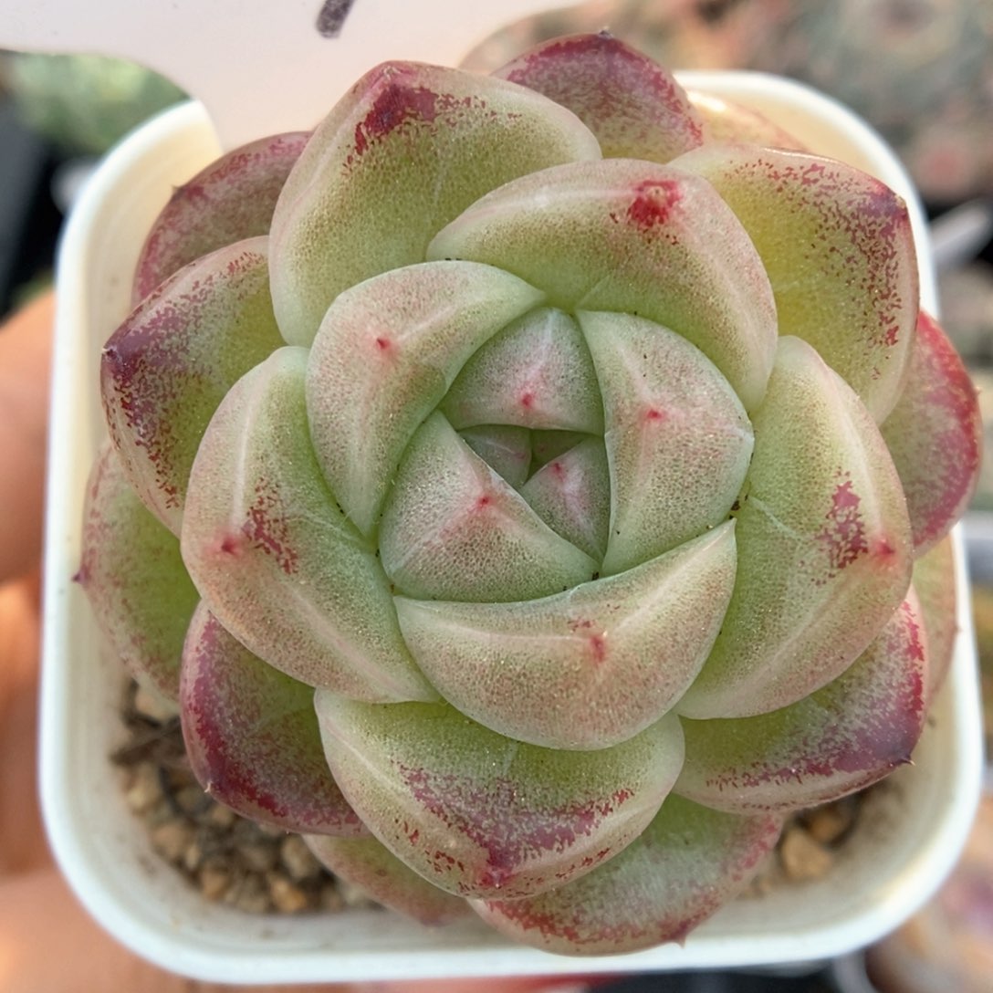 珍妮麦秆可拍567号