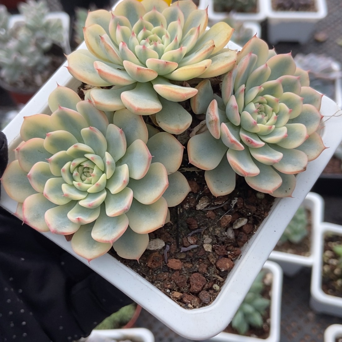 878忌廉锦多肉植物