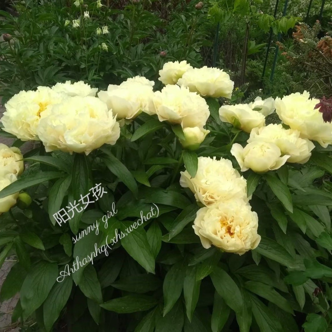 进口芍药【阳光女孩】基地芍药带根带芽原株苗庭院花卉耐寒耐旱浓香