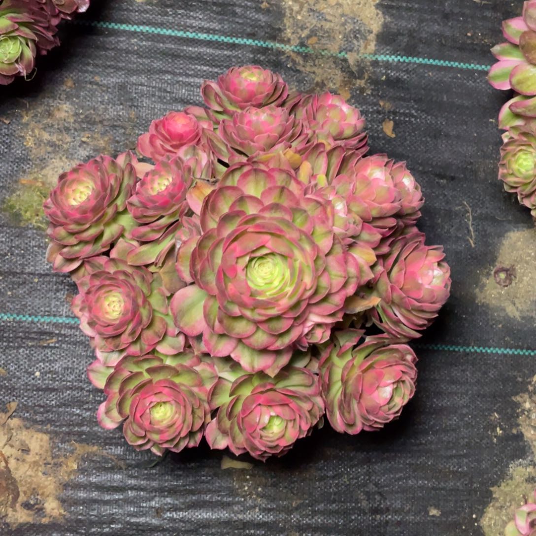 火龙果过了可口可乐