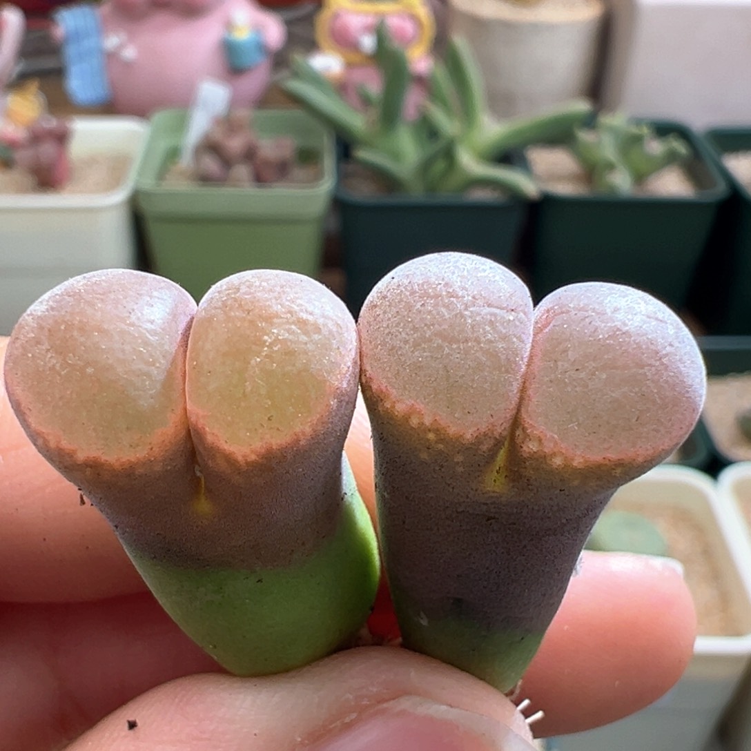 808。青蛙se帕法德风铃。