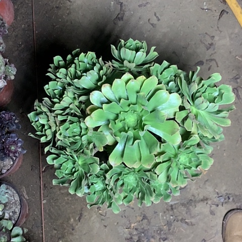原始绿多肉植物法师9