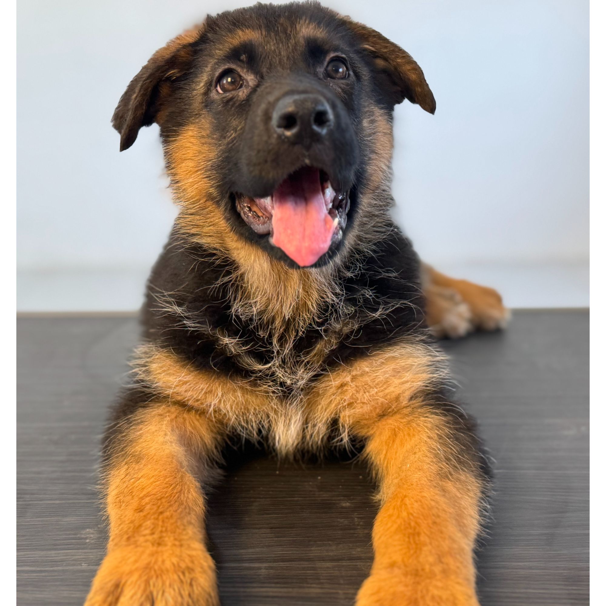 【麟喜犬舍】德牧幼犬直播间可挑选包犬瘟细小