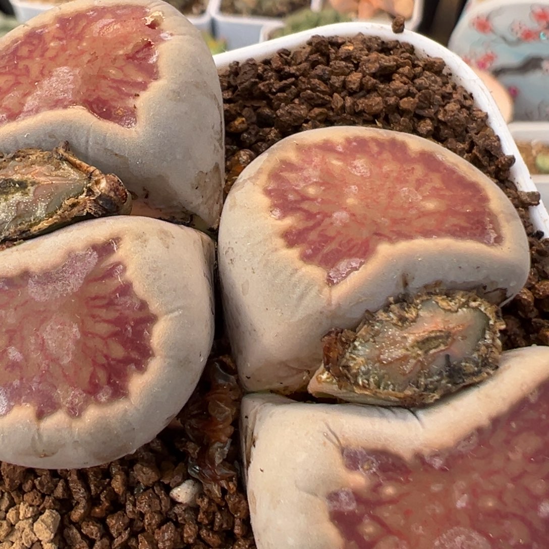 岁****23多肉植物百科植物