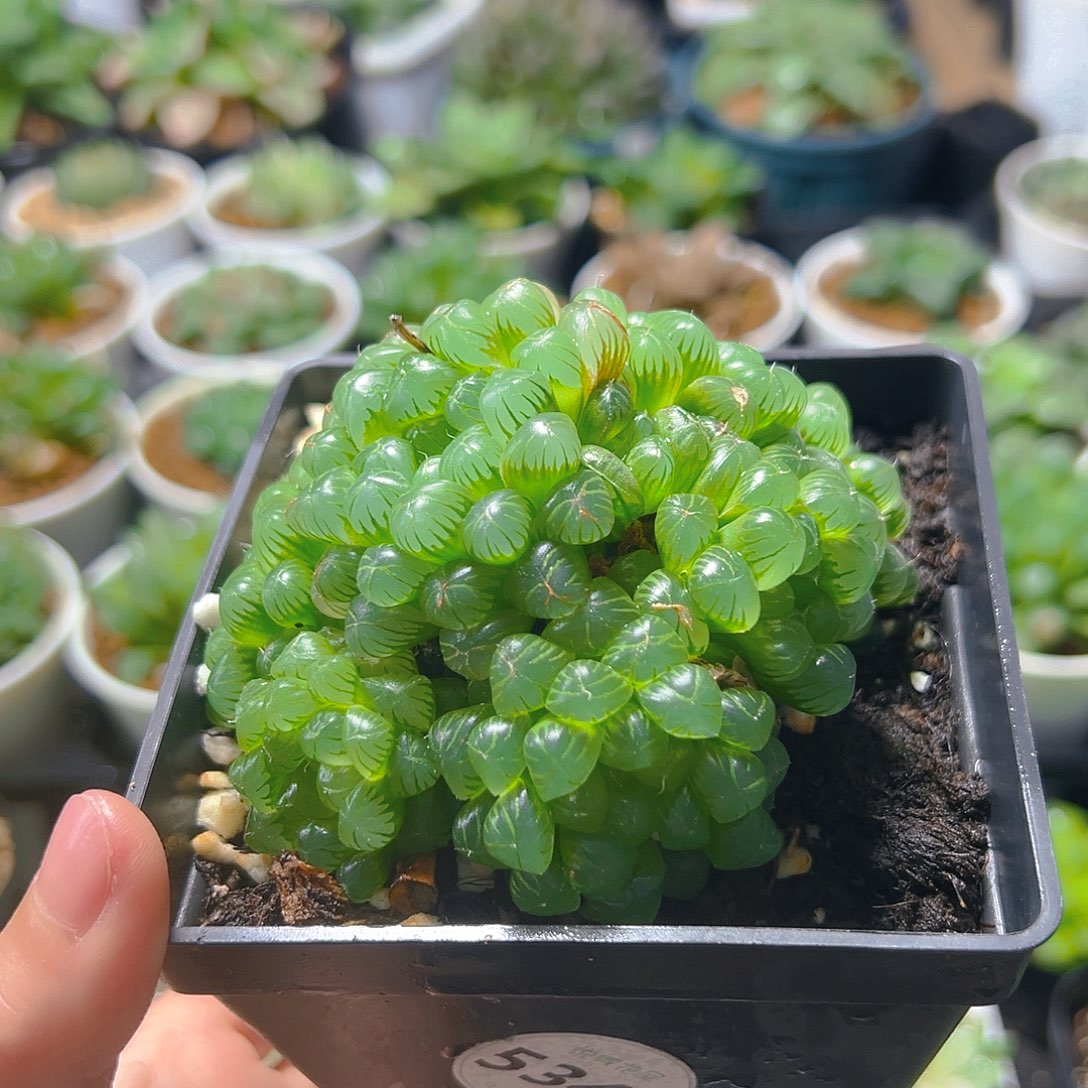 5340玉露多肉植物一颗