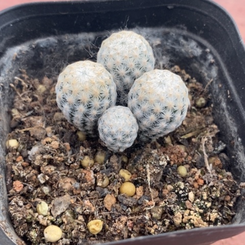 实生白鸟群3仙人球