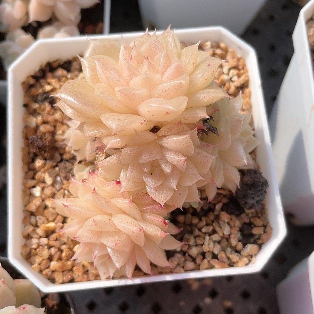 优选麦秆福利8611