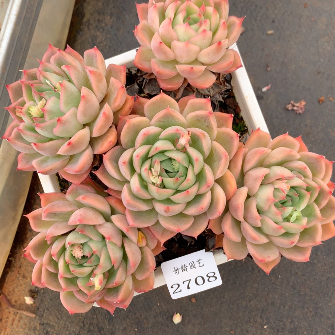 2708杂交精品基地17厘米