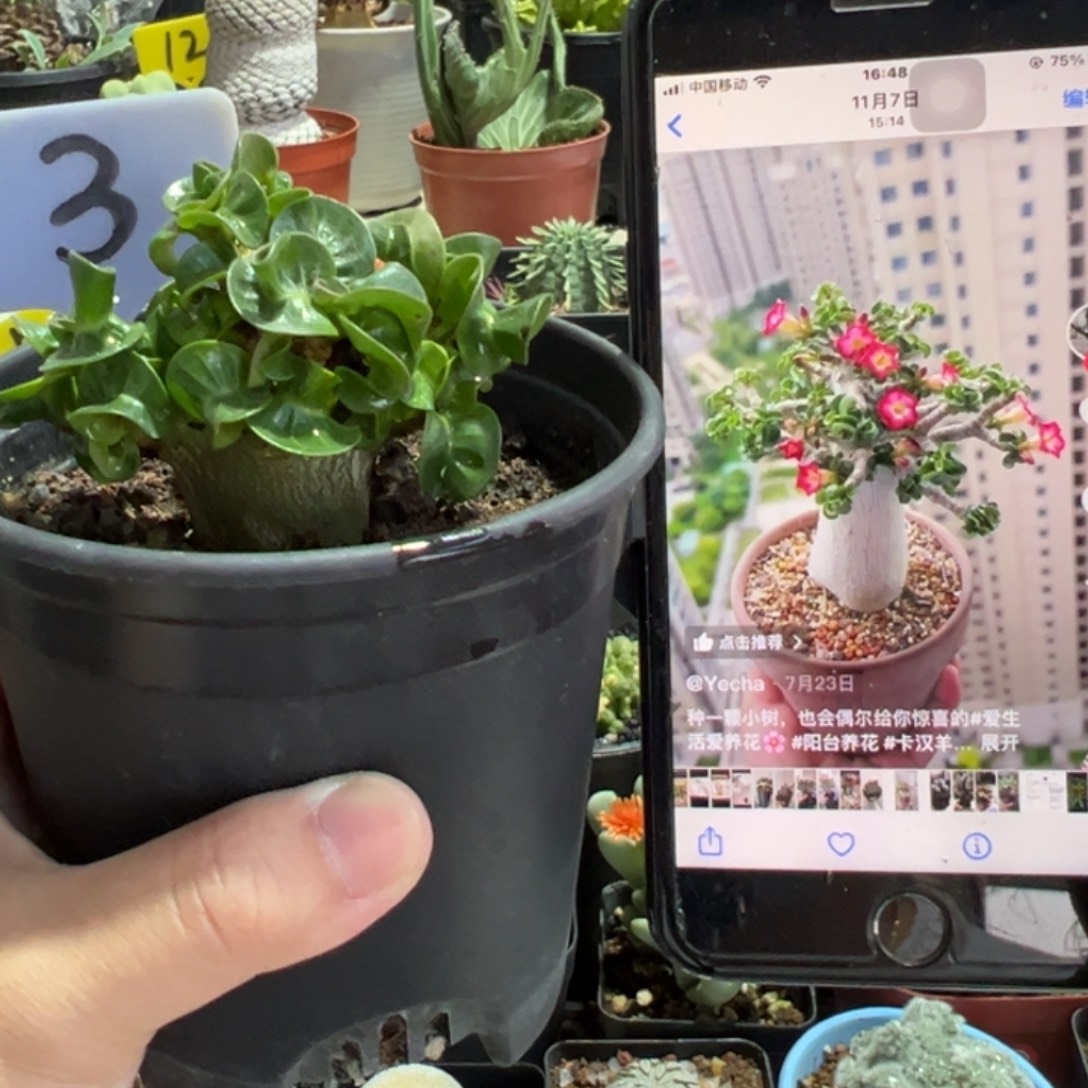 卡汉羊角带盆111111111