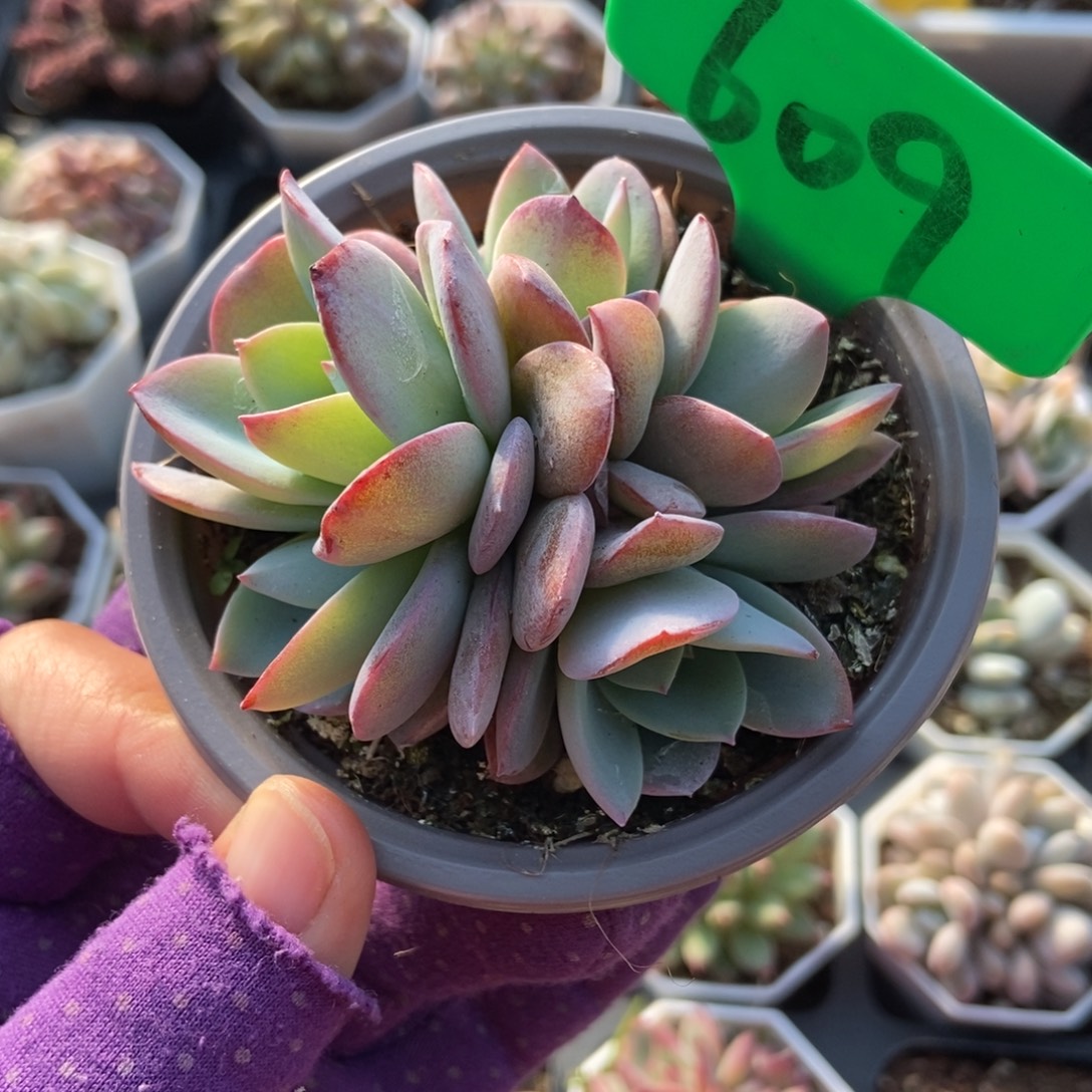 609布鲁蓝多肉植物