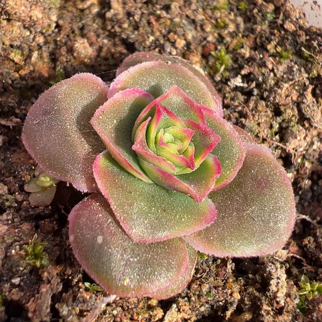 糖糖115龙沙遗梦 小