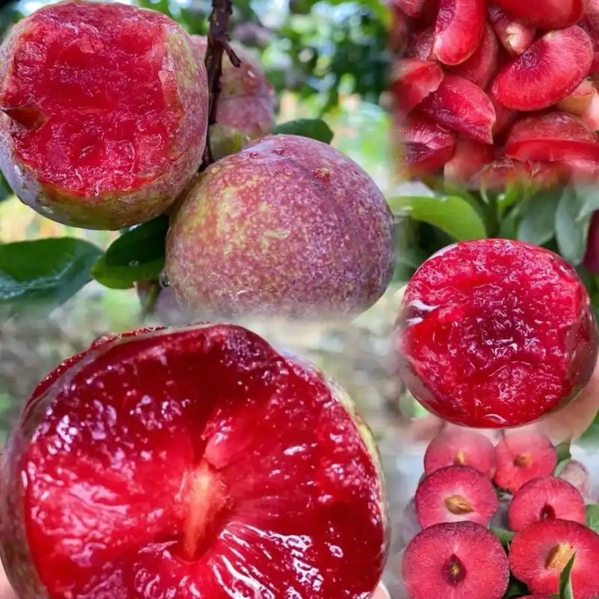 正宗信宜钱排三华李应季红心李酸脆爽口可腌制孕妇新鲜水果