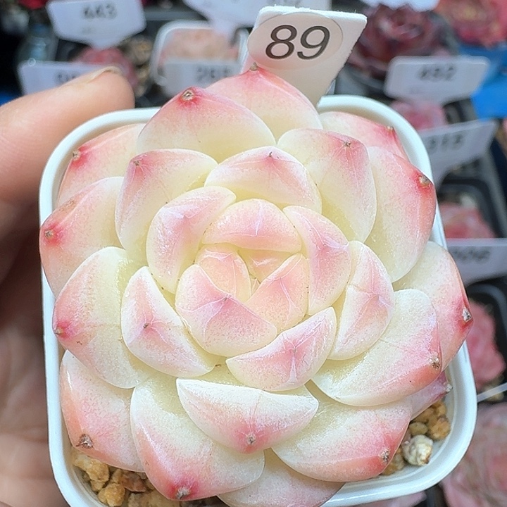 樱花多肉植物89号