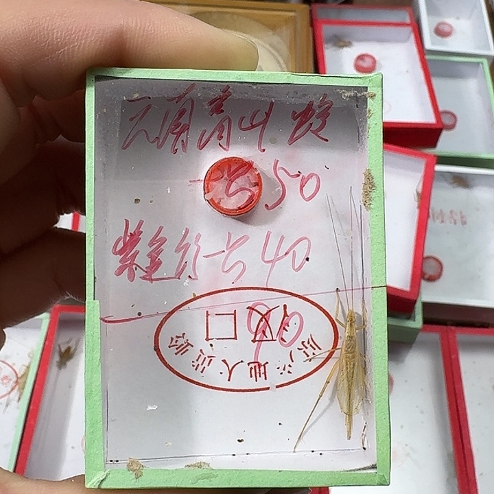 尊***华蟋蟀22222222222222222