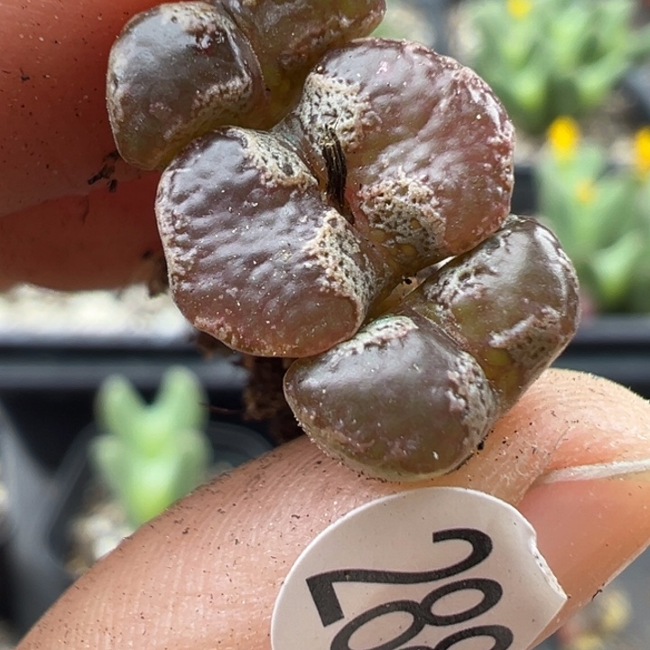 288号11111111111111