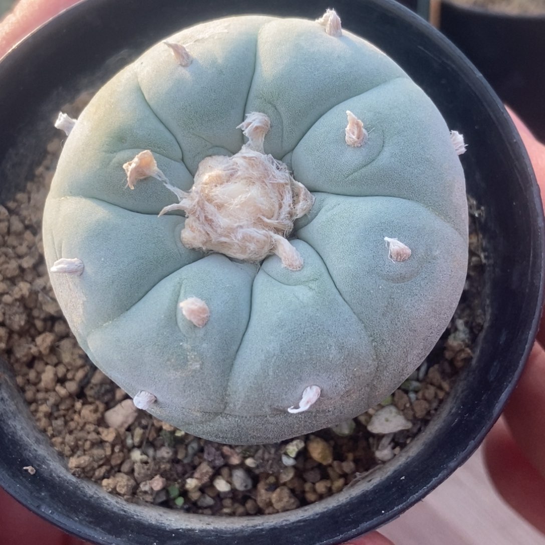 龙**州无刺仙人球开花了，