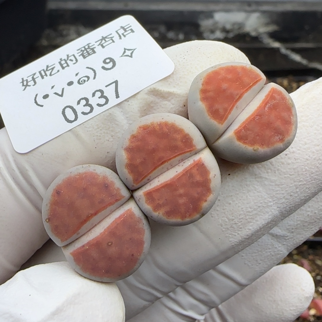 0337。朱唇。。。。。。。。