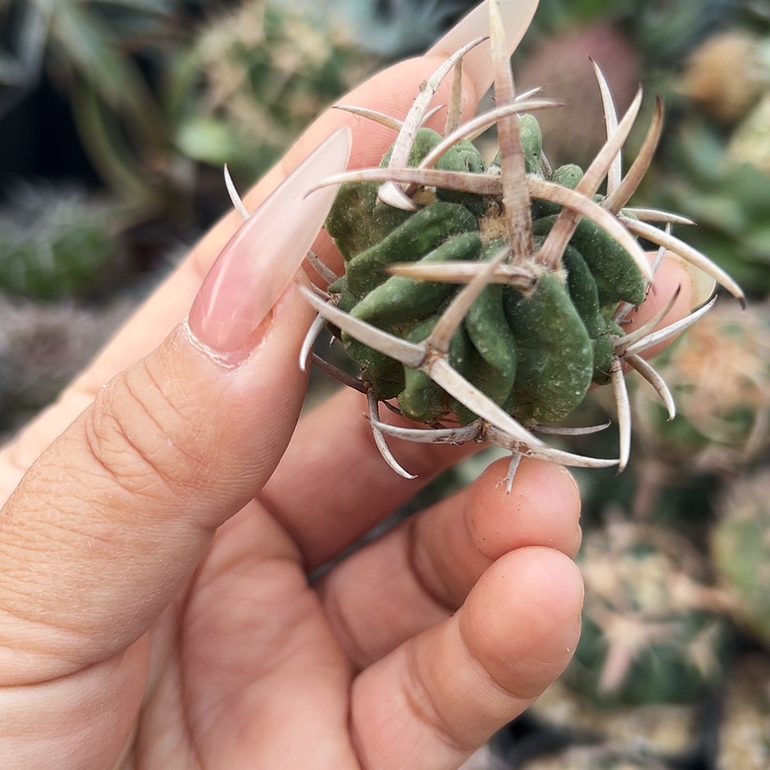 龙剑有根仙人球66666666