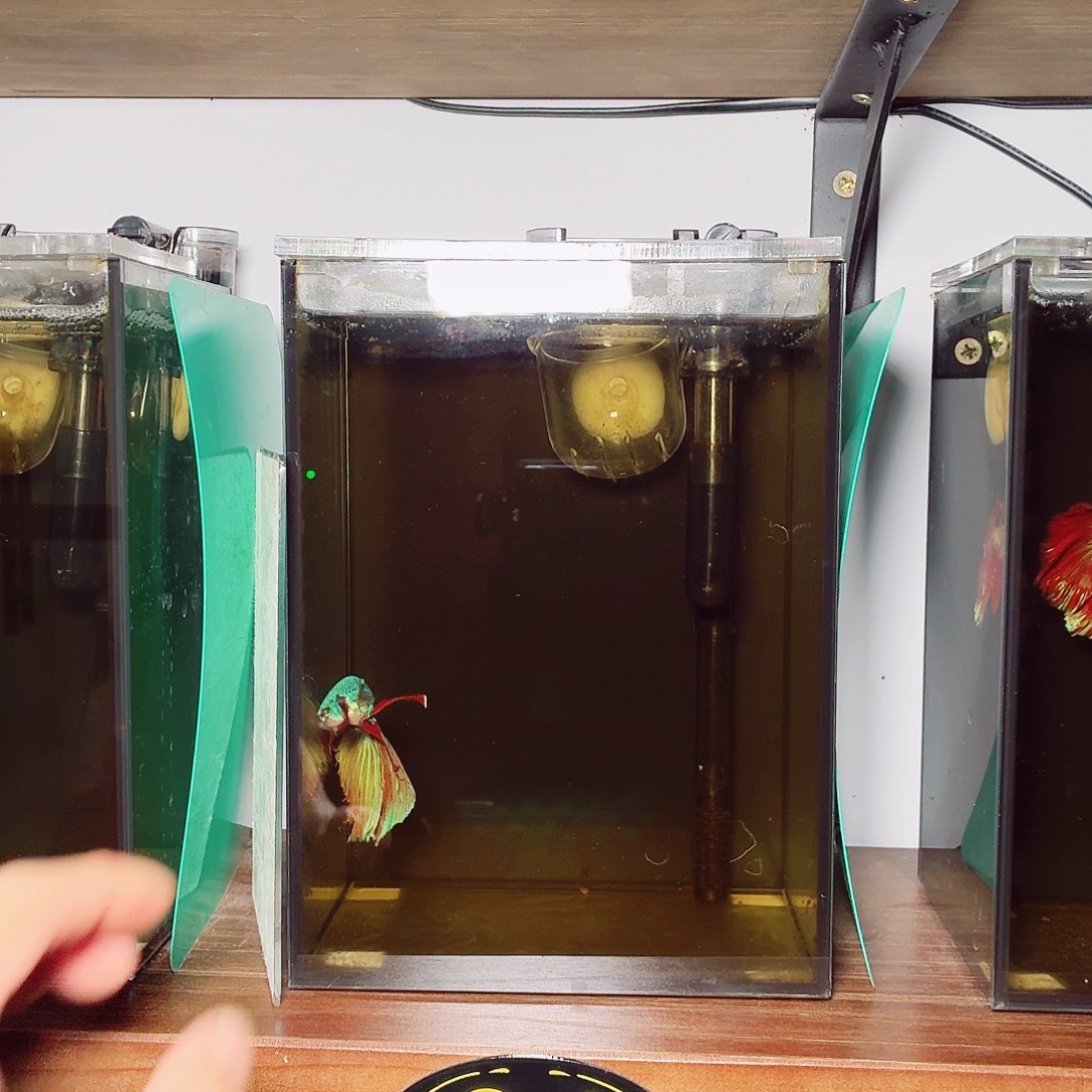 斗鱼彩金电摇半月