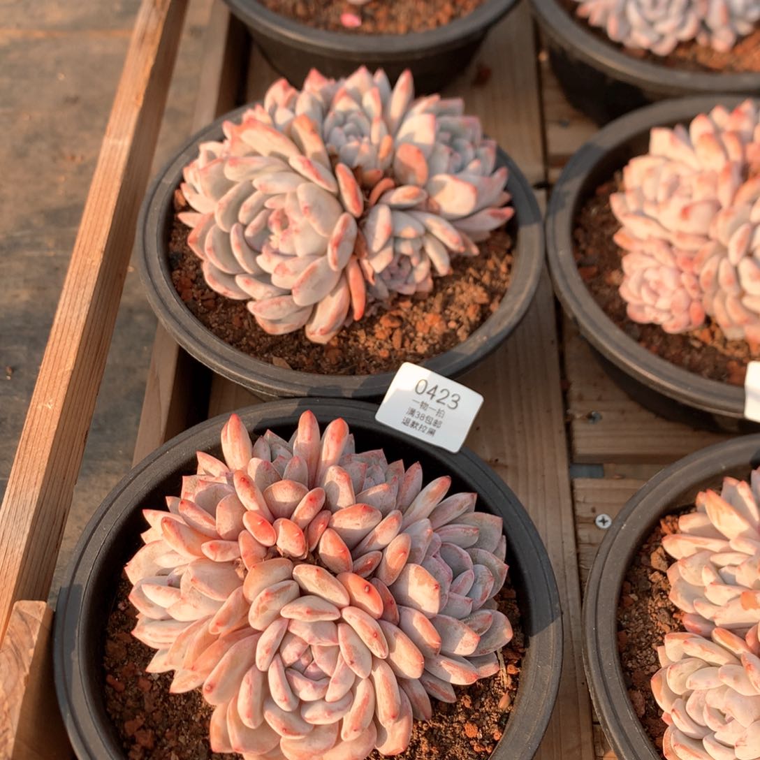 16厘米两颗多头星影0423