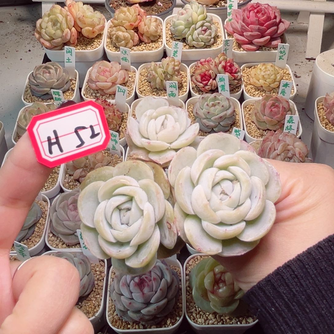 H52一物一拍 精选胖虎