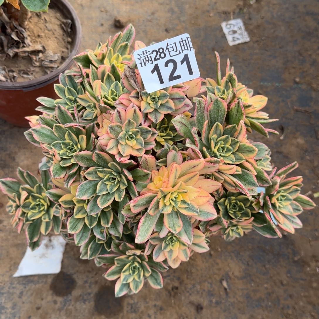 甜茶多肉121满28包邮断枝不包