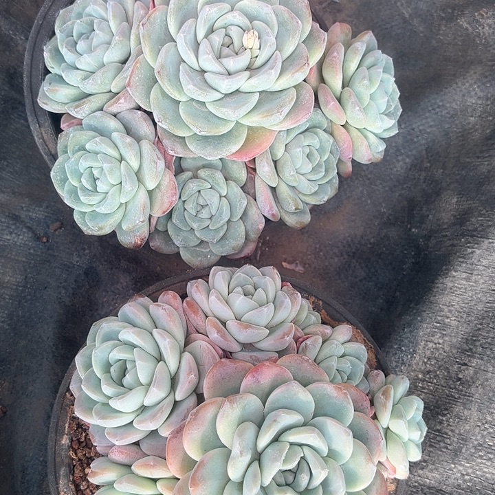 两盆群生大冰玉多肉