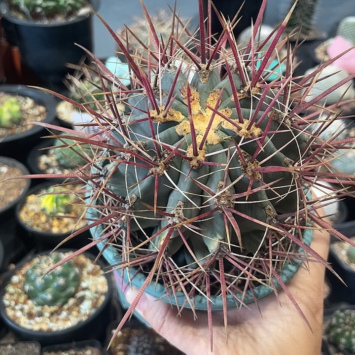 实生刈穗玉仙人球一颗