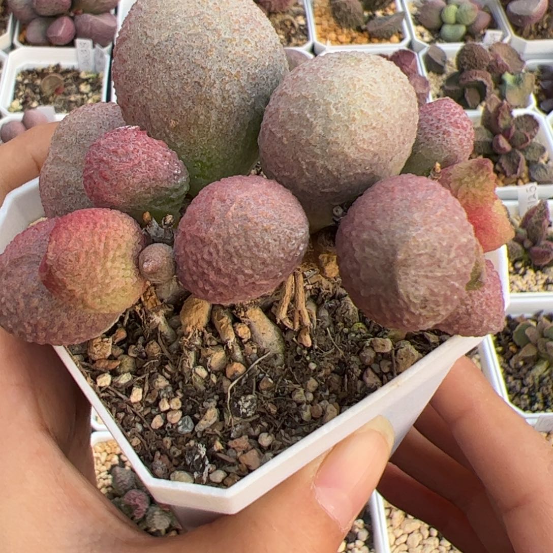 腹部木质老桩多头多肉植物水泡