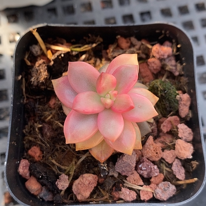 黑美人锦复轮多肉植物