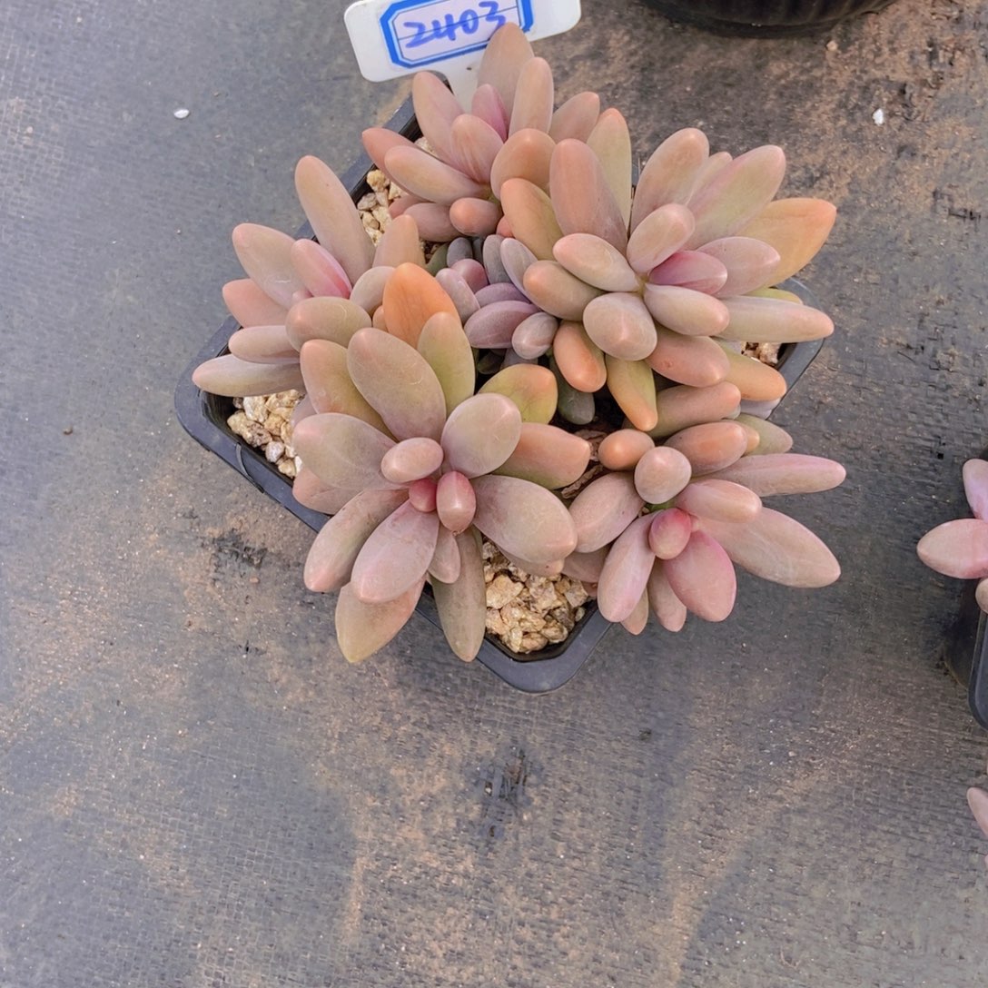 进****2403糖果群一颗一