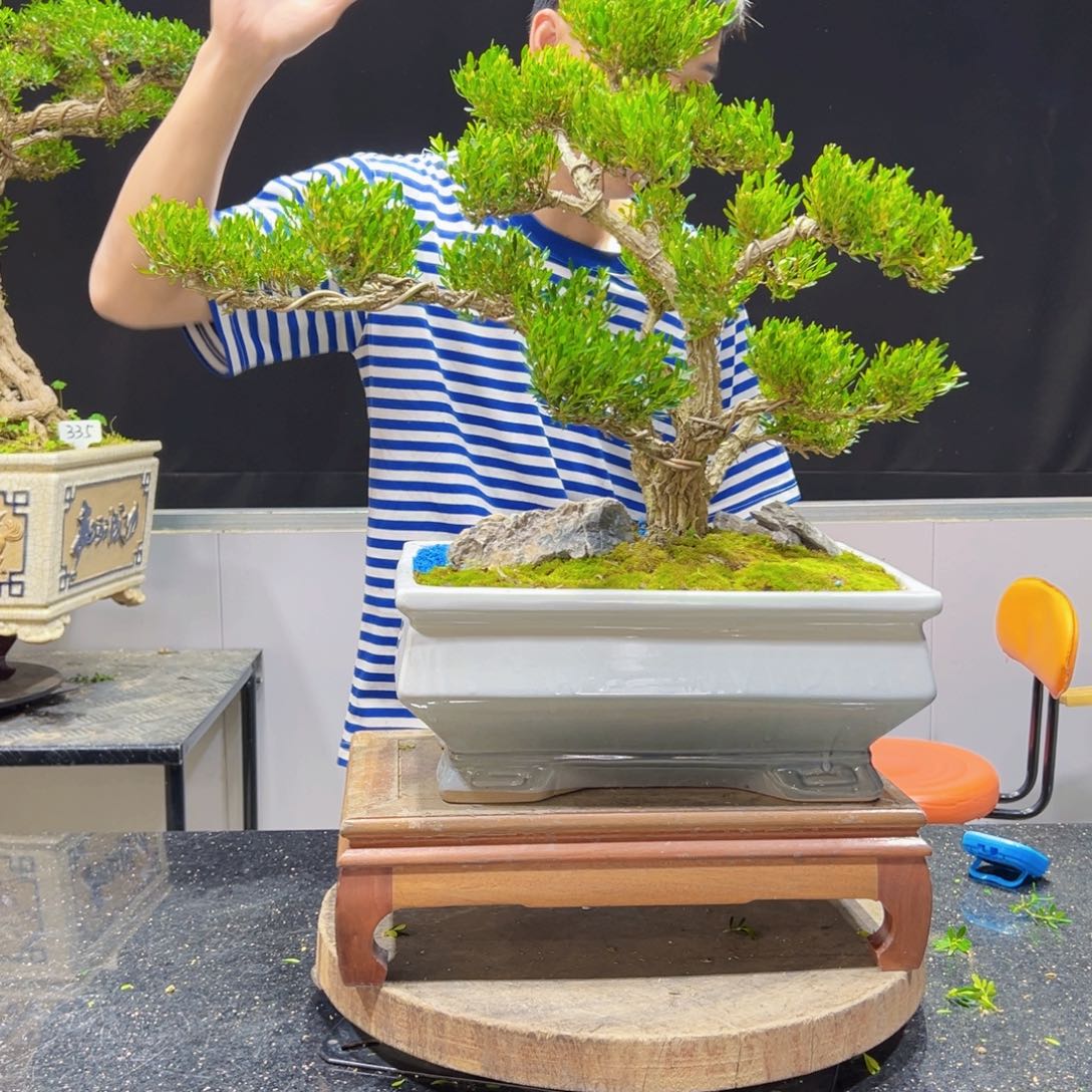 黄杨盆景老桩四季长青